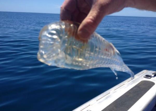 Yeni Zelanda'da balk tutmak iin denize alan Stewart Fraser yakalad bal grnce gzlerine inanamad.