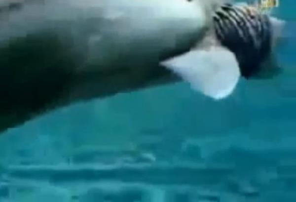 Yabanc haber kaynaklarnda benzer canl trnn videolar zerinden bu trn ne olduuna dair tartmalar yaplyor.