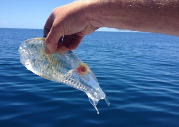 Yeni Zelanda'daki Stewart Fraser adl balknn yakalad ilgin yaratk grenleri hayrete drd.