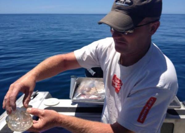 eni Zelanda'nn 43 mil kuzeyinde Karikari Peninsula blgesinde balk tutmayan giden Stewart Fraser oltasna taklan bal ekmek iin makarasna asldnda ok geirdi. Olullar ile balk tutan Stewart Fraser saydam bir karidese rastlad. aknlk ierisinde olan Stewart Fraser suyun zerindeki deiik nesneyi almak ile almamak arasnda kararsz kaldn fakat merakna yenilerek daha yakndan bakmak iin ilgin cismi sudan karmaya karar verdi.