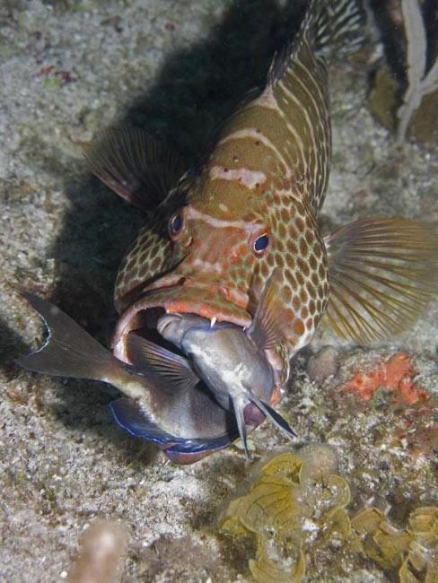 Deniz altndaki gizemli dnyada yaayan ilgin canllar her zaman iin ideal fotoraf konusu olmulardr.