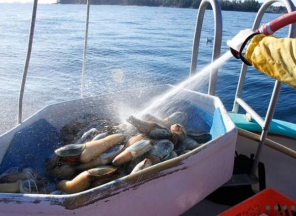 Geoduck ad verilen bu ilgin deniz canls zellikle Asya'nn lks restoranlarnda yksek fiyata satlyor...