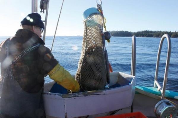 Kanadal balklar bu tuhaf canldan ylda 4.5 milyon dolar kazanyor...