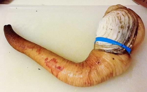 Farkl bir midye tr olan geoduck, deniz tabannda yayor...