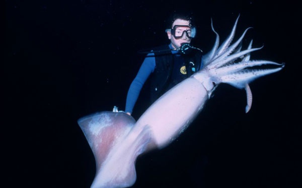 Kendisi Pasifik Okyanusu'nun California kysndaki Channel Adalar'ndan dokungMeksika'daki Cortez denizinde bir dalg ve devasa mrekkep bal.alarnn tehlikesiyle nl bir deniz anasa tr.