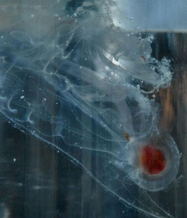 Stewart Fraser effaf yarat eline aldnda yzeyinin sanki balk pullar ile kaplym gibi olduunu ve jlemsi ama olduka sk bir forma sahip bir canl olduunu belirtti. indeki turuncu dilden baka bir organ grnmediini belirten balk saydam canlnn ne olduunu anlamaya alt.