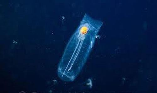 Aratrmaclar tarafndan Stewart Fraser ve arkadalarnn ektii fotoraflar incelenirken resimlerdeki canlnn Salpa Maxima ald bir balk olduu belirtildi ve trlerine nadir rastlanan bu canllar Gney okyanusunda sadece souk sularda yaadklar belirtildi. Jelimsi vcuduna su toplayarak ve daha sonra toplad sular pskrtme kuvveti ile ilerliyormu.