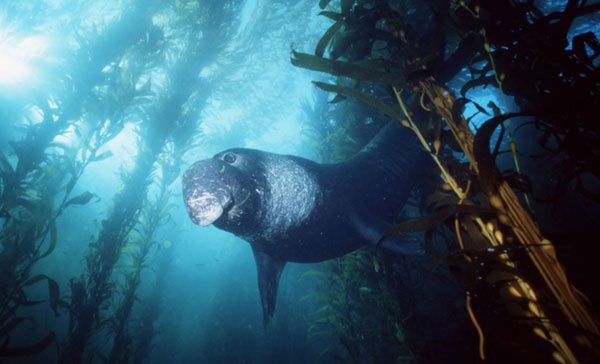 California'da kocaman bir ay bal.