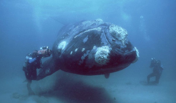 Nadir bulunan bir balina tr. Arjantin.