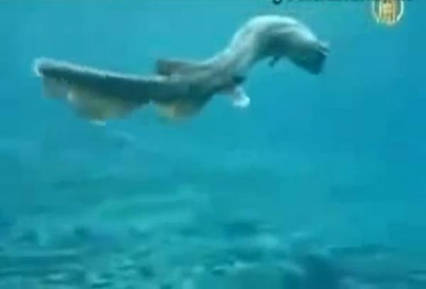 nsanlar dehete dren bu 4 metre boyundaki canlnn ne olduuna dair kesin bir bilgi henz aklanmad...