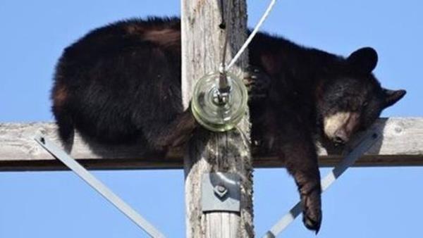 Kanada'nn Sask kentine bal Shellbrook blgesinde elektrik iletim hatlarn kontrol eden grevliler ummadklar bir grntyle karlat.