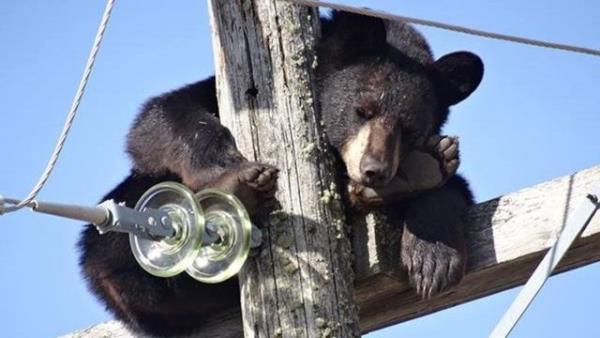Koca bir siyah ay 10 metrelik elektrik direinin tam tepesine km uyuyordu.