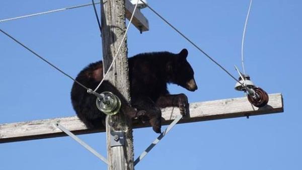 SaskPower Enerji irketi grevlileri bir an ayy uyandrp almalarna devam etmek istedi, ancak uyku sersemi aynn telaa kaplp yere debileceini hesap ederek bundan vazgeti.
