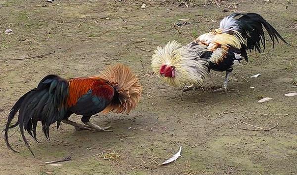 <p><b>7. Ayana bak balad dv horozunu kamerayla kaydederken baklanp lmek</b></p>  Jose Luis Ochoa, 2011