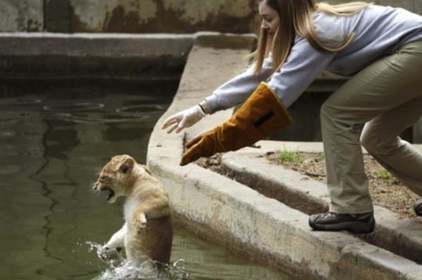 Smithsonian Ulusal Hayvanat Bahesi biyolou Leigh Pitsko, on haftalk aslan yavrularn `yzme testi` suya brakt. Yavru aslann duygular yzne byle yansd.