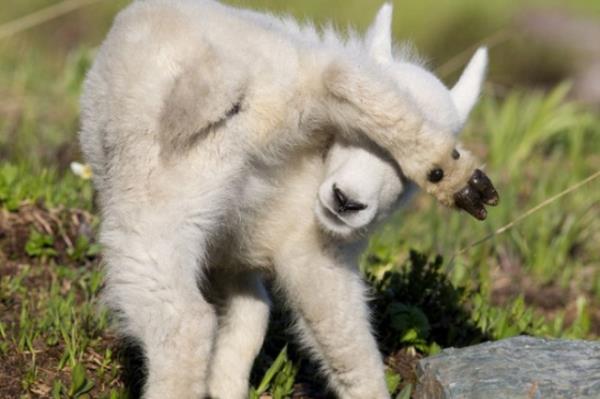 ABD Montana`da im ve kayalarn zerinde dolarken fotoraf Donald Jones`un objektifine yakalanan olak ``fotorafm ekme`` der gibi ayayla gzlerini kapatt.