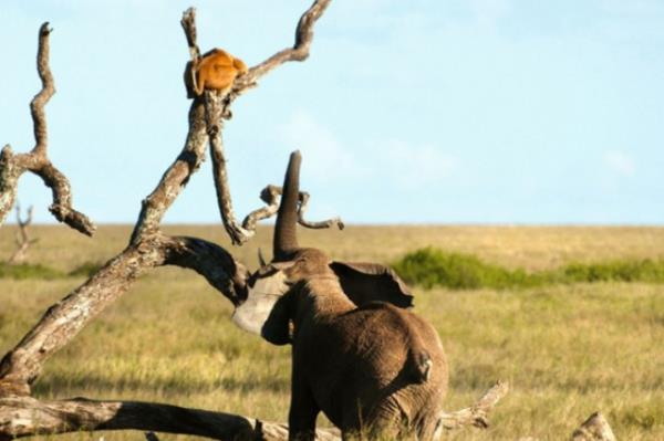 Kuzey Tanzanya`daki Serengeti dzlklerinde yaanan ilgin anlar kameralara byle takld. fkeli filin gazabna urayan aslan kurtuluu aaca kmakta buldu. Ancak kzgn fil vazgeecek gibi deildi. Fil, kendi topraklarn giren aslan bir aata byle sktrd. Bir sre blgede duran fil ise daha sonra yavaa aslann bandan ayrld.