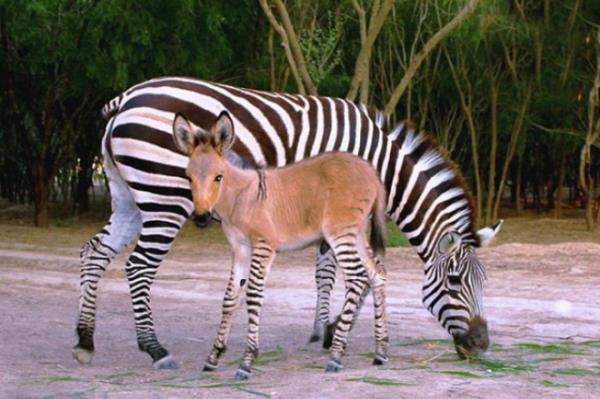 Meksika`da bir hayvanat bahesinde yeni doan hayvan grenleri artyor. Babas eek, annesi zebra olan minik hayvan kk boyu ve ilgin gvdesiyle hayvanat bahesinin maskotu oldu. Tamaulipas eyaletindeki Reynosa Hayvanat Bahesi yetkilileri, 21 Nisan`da doan yavruya Khumba adnn verildiini aklad. Khumba`nn bacaklar, tpk Rayas adl zebra annesi gibi izgili. Gvdesi ve kafas kahverengi olan minik zebek, cce, mavi gzl ve albino babas eek Ignacio`ya ise hi benzemiyor.