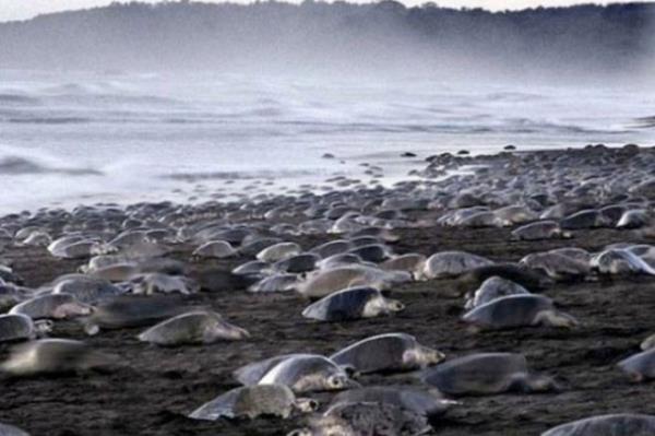 Binlerce deniz kaplumbaas doal reme blgeleri olan Kosta Rika`nn bat kylarn getiimiz pazar istila etti. Deniz kaplumbaalar her sene tehlikelerle dolu bir yolculuun ardndan geldikleri plaja yumurtalarn bu sene de brakt. Deniz kaplumbaalarnn en kk tr olan nesli tkenme tehdidi altndaki Olive Ridley deniz kaplumbaalar, Kosta Rika`da plajlara yumurtalarn brakp, denize geri dnyor