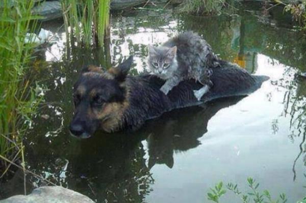 Bosna`daki sel felaketinden bir grnt. Sizce de bir mesaj vermiyor mu?