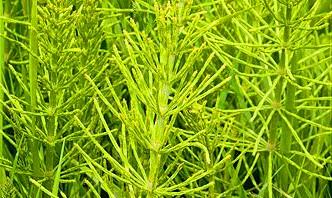 <p><b>K�rkkilit bitkisi (at kuyru�u da denmektedir)</b></p>  Yakla��k bir, bir bu�uk tutam yani 6,7 gram� bir bardak suda 5 dakika kaynat�lacak. Il�d�ktan sonra s�z�p suyu i�ilecek. Ataklar aras� mesafeyi a�ar, �iddeti d���trr ve kal�c� hasarlara kar��da m�kemmel koruyucu ve �nleyicidir.