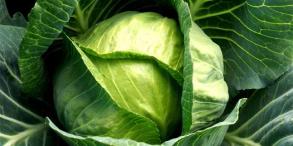 <p>Lahanan�n yapraklar�nda belirli bakteriler var. Lahanalar� do�ray�p temiz bir kaba koyuyorsunuz, arkas�ndan bu kab�n i�erisine bir miktar tuz ilave edeceksiniz.(1 yemek ka����) </p>  �sterseniz kimyon ilave edebilirsiniz veya kimyon tohumu da ilave edebilirsiniz (kimyon �art de�ildir). Bu kar���m� bir s�re s�kacaks�n�z suyunu b�rakmaya ba�layacakt�r. Daha sonra bunu kavanoz i�erisine al�yorsunuz.  Kavanozun i�erisinde bast�r�yorsunuz, suyunu b�rakmaya ba�layacak. Kabarmamas� i�in �zerine temiz bir a��rl�k koyacaks�n�z, a�z�n� da bez veya ka��t ile kapatacaks�n�z. Bu kar���m� mutfa��n�zda karanl�k bir dolaba koyacaks�n�z. G�ne� g�rmeyecek ve 4,5 g�n orada bekleyecek. Zamanla ek�idi�ini g�receksiniz. Bu kar���m� iyice elinizde s�kman�z gerekiyordur. Lahana suyu hi� bir zaman lahanan�n �zerine ��kmamal�d�r. Gerekirse suyu ka��k ile alabilirsiniz. Yoksa k�f olacakt�r.