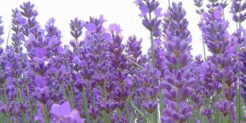 <p><b>Sivilceler, lekeler i�in �neriler </b></p>  <p>Sivilceler i�in iki tane �nemli k�r �neriyorum. </p>  Kaynamakta olan bir su barda�� klorsuz suya lavanta bitkisinden bir tatl� ka���� ilave ediniz. On dakika k�s�k ate�te a�z� kapal� olarak kaynat�n�z ve s�cakken hemen s�z�n�z. On be� g�n boyunca ak�am yemeklerinden en erken iki saat sonra, �l�k olarak i�iniz.