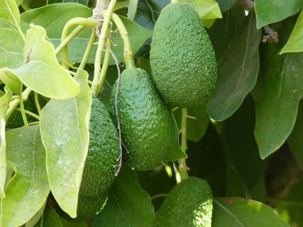 5 veya 6 adet kurutulmu� avokado yapra��n� bir bardak suda en az 10 dakika kaynatacaklar ve g�nde bir defa i�ecekler, en fazla da 15 g�n uygulayacaklar. Daha fazla uygulanmaz.  �nsan beyninin %60'� ya�lardan olu�ur. Haftada 3, 4 tane avokado t�ketin. Bizim �lkemizde bunu yeti�tiremiyorlar. Avokado iyice olgunla�acak, ka��da sar�n bekleyin. Asla atmay�n ekin, mutlaka avokado ��kar.