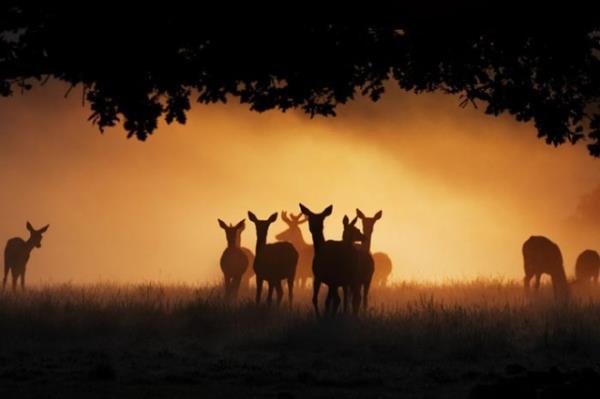 F�rt�na kovalayan foto�raf�� Mike Hollingstead'in �ekti�i kareler nefes kesiyor...