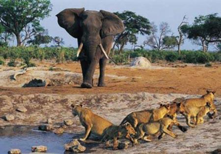 Vah�i do�an�n en yetenekli avc�lar�n� yak�ndan g�rmek ister misiniz? ��te avlanan hayvanlar�n muhte�em g�r�nt�leri..