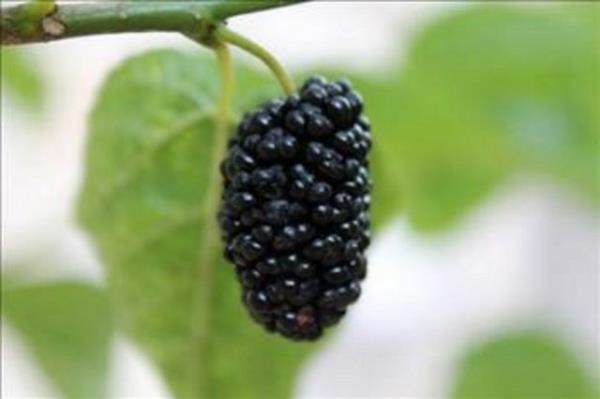 <b>KARADUT:</b> Hem tazesi hem de reeli ve erbeti etkili. Reelini ve erbet zn mevsiminde hazrlamak gerekiyor.