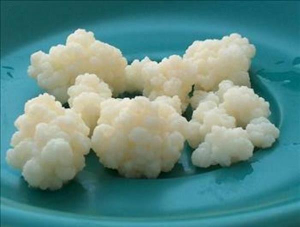 <b>KEFR:</b> Kafkaslar'n uzun yaam srr olan bu ifal iecein hcre deneylerinde de olumlu sonular verdii belirtiliyor.