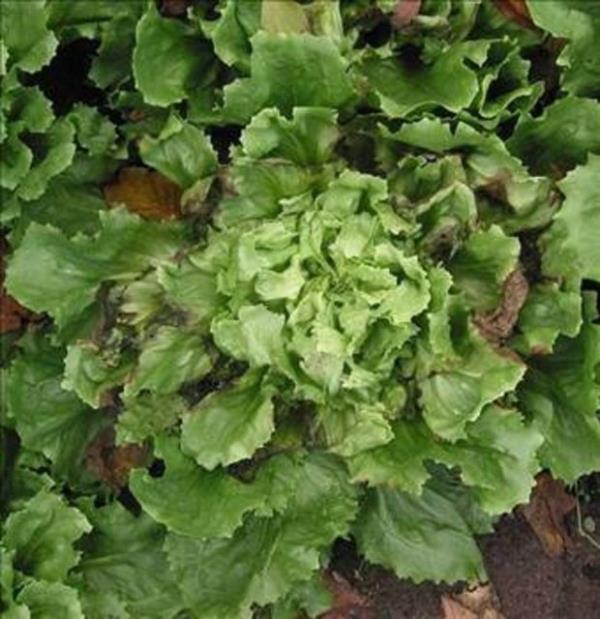 <b>HNDBA:</b> Vcutta sindirilemeyen baz zel eker moleklleri ieriyor. Bunlar barsaklardaki faydal bakterileri besleyerek bedenin savunma sistemini glendiriyor.