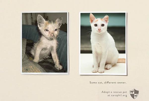 <p>39. Ayn ev hayvan, farkl sahip</p>  Hayvan istismarna ynelik bir kampanyadan.