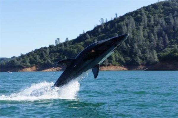 Byk beyaz kpekbal botu   <p>65 bin dolar.</p>