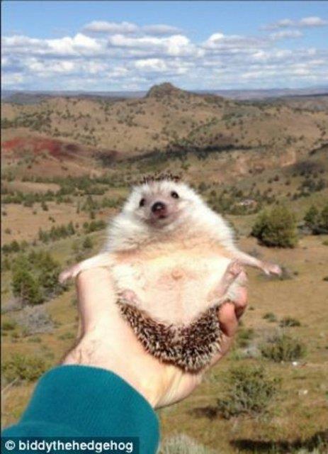 Sahiplerinin gittikleri her yere gtrdkleri Biddy isimli kirpinin Instagram'da 400 bin takipisi var.