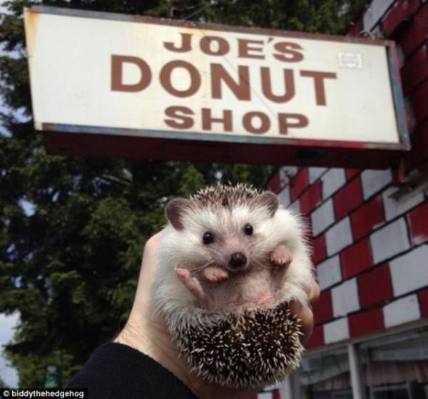 Biddy'nin seyahat fotoraflar bir anda yle popler olmu ki, takipi says hzla artm.