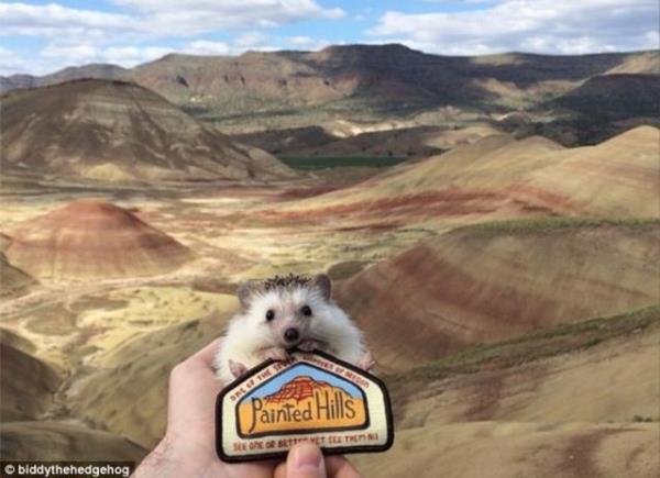 Biddy bir kirpi. Daha ayrntl sylemek gerekirse o bir pigme Afrika kirpisi. Bazlar bu tre "evcil kirpi" de diyor.