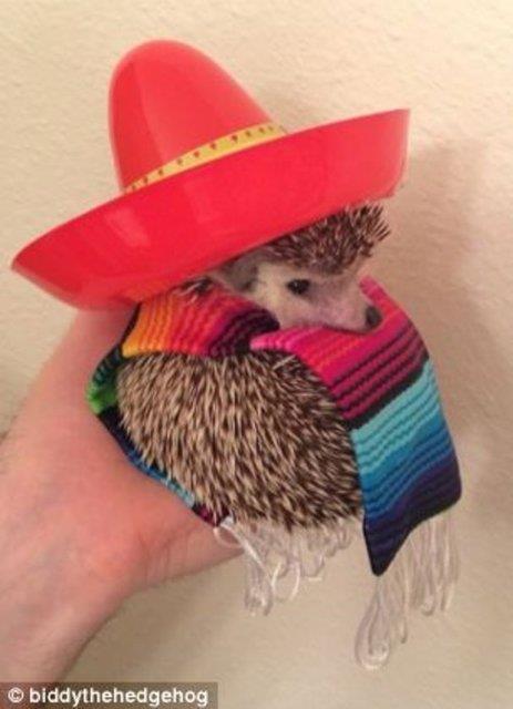 ABD'nin dousundaki Oregon kentinde yayan ift, hemen her hafta yakn evredeki bir yere gidiyor. Bylece Biddy de baka hibir kirpinin grmedii kadar ok da, orman, elale ve nadir de olsa bir tatlc dkkan gryor.