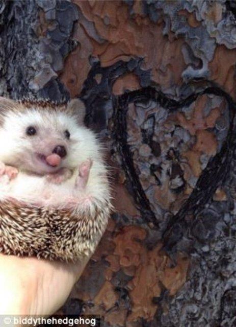 Toni ve Tom, kk arkadalar adna bir Instagram hesab da oluturmular.