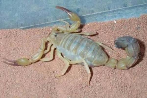 Dnyann en zehirli hayvanlar arasnda yer alan akreplerin nasl oaldklarn biliyor musunuz?