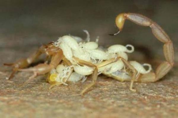 Biraz zaman getikten sonra sihirli dnm balyor ve o zehirli hayvan ortaya kyor.