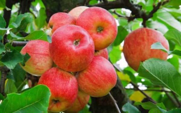 Kanser hcrelerinin remesini engellemeye yardmc olan elma kabuu, bu ynyle de cilde srldnde deriyi gerginletirmede ve krmaya kar birebir etkili.