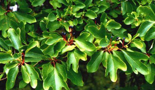 <p><b>17. Sasafras </b></p>  Kuzey Amerika'da yetien bu ufak aacn yapraklar birok yemekte baharat olarak kullanlr. Bunda bir tehlike yok. Ancak bu aacn kklerinden elde edilen ya, Amerika'da bira ve baz iecekleri tatlandrmak iin kullanld. 1960'ta yan ieriindeki bir maddenin akcier kanserine neden olduu anlalnca bu yan kullanm yasakland.