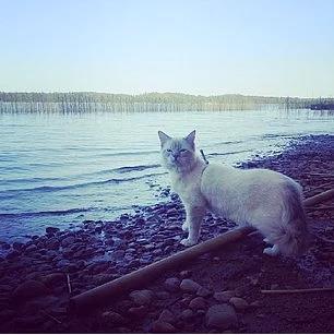 16. Bir gln sahibi, kral gibi davrann.