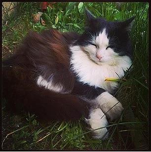 12. Meditasyon yapn. Ya da yapmaya alrken uyuyakaln.