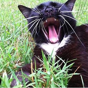 9. Bol bol ark syleyin. Bara bara.