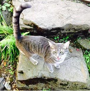 3. Sadece d deil, i sesinizi de dinleyin.