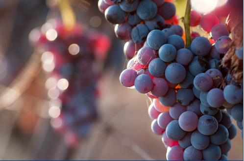 <b>Krmz zm:</b> erdii antioksidan sayesinde kalp hastalklarnda olumlu etkisi vardr. Her gn 7-8 det ekirdekli kuru krmz zmn tketimi nerilir. Kanszlk durumunda iyi bir ara ndr.