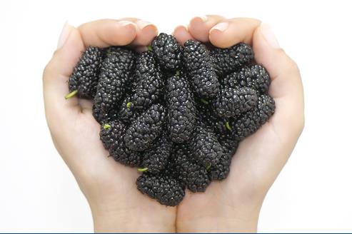 <b>Karadut:</b> Flavonoidler asndan zengindir. Flavonoidler kanserojen maddeleri etkisiz hale getirir ve hcre oalmasn, hcre blnmesi dzeyinde duraklatr. Ayrca iinde C, B ve K vitamini, diyet lifi ve demir ierir. erdii demir sayesinde, baklk sistemini glendirerek kan yapmn artrr